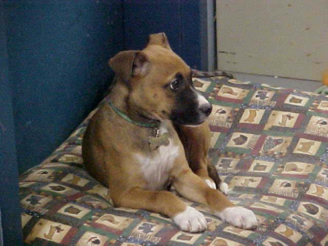 Tina's Dog