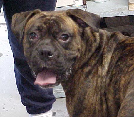Tina's Dog